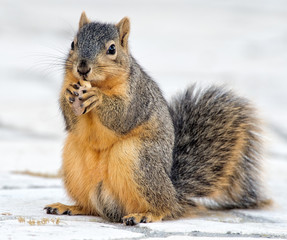 Squirrel with nut #1