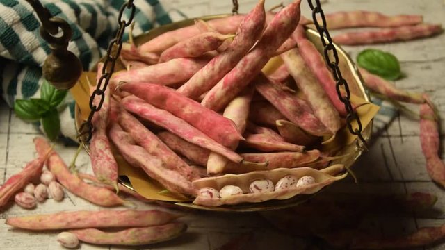 Phaseolus vulgaris बाकला 菜豆 Porotos Լոբի Fasulye Fagiolo Фасоль Fasole обыкновенная Feij&atilde;o Fagioli Fasola Jud&iacute;as Gewone Alubias boon Haricot video zwykła Habichuelas Gartenbohne Frijoles B&oslash;nne
