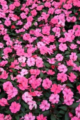 Pink flowers of New Guinea Impatiens 