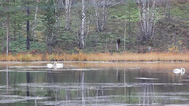 Whooper swan (Cygnus cygnus) feed and rest on taiga river during autumn migration, birds gathers food from surface

