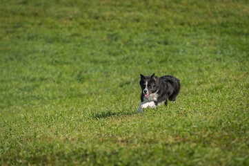 Stock Dog Runs Forward