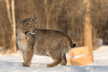 Naklejka premium Bobcat (Lynx rufus) Looks Back