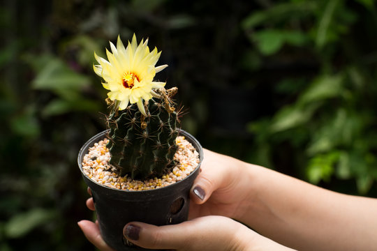 Fototapeta Holding a cactus flower blossom