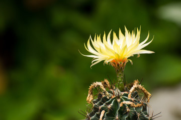 Cactus flower blossom on wooden background, Cactus in pot on wooden background.