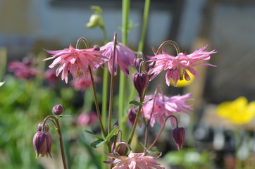 Розовые цветы водосбора. аквилегии, Aquilegia vulgaris 'Barlow Pink'