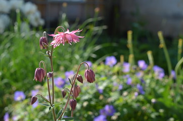 Розовые цветы водосбора. аквилегии, Aquilegia vulgaris 'Barlow Pink'