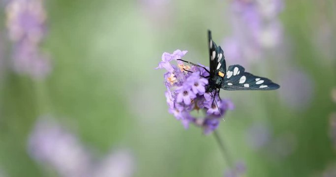 Nine-spotted moth (Amata phegea) sitting on lavender bloom macro 4K in 50FPS