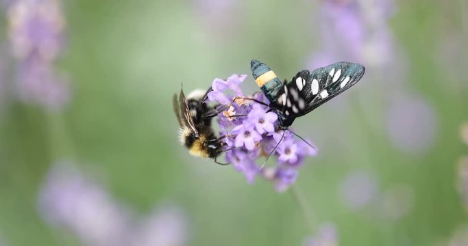 Bumblebee and Nine-spotted moth (Amata phegea) sitting on lavender bloom macro 4K in 50FPS