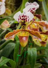 Lady slipper orchid or Paphiopedilum Slipper Orchid flower