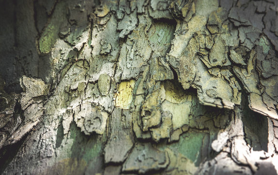 Textured tree bark background