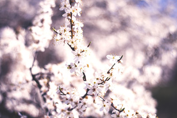 A  branch of flowering cherry