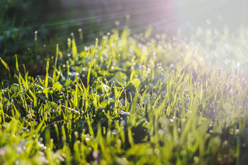 Fototapeta premium Grass. Summer. Fresh green summer grass with dew drops close-up