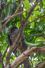 The Asian Male and Female Koel, crimson iris, long tailed bird of Sri Lanka, perched on Mango Tree eating mangos