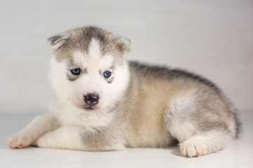 Cute Siberian husky dog puppy on a light background with blue eyes © Кристина Корнеева