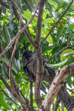 The Asian Male and Female Koel, crimson iris, long tailed bird of Sri Lanka, perched on Mango Tree eating mangos