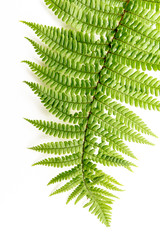 Exotic plants, fern leaf background on white