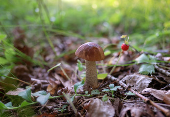 Wild boletus and wild strawberries in the woods