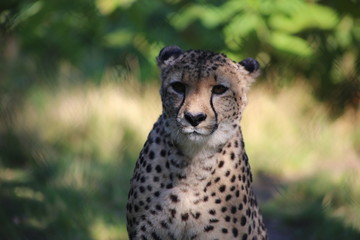 guépard