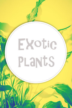 Exotic plants background with round copy space