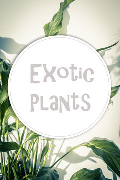Exotic plants background