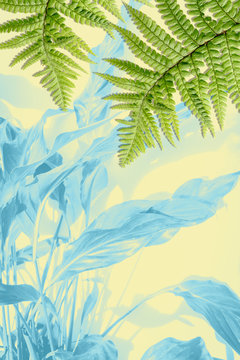 Exotic plants, green fern leaves background