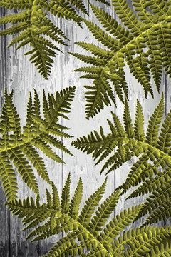 Exotic plants, fern leaves on wooden background