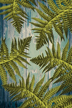 Fern leaves on old wooden background