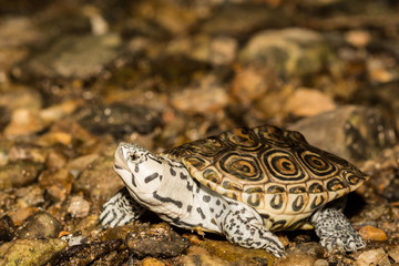 Fototapeta premium Northern Diamondback Terrapin