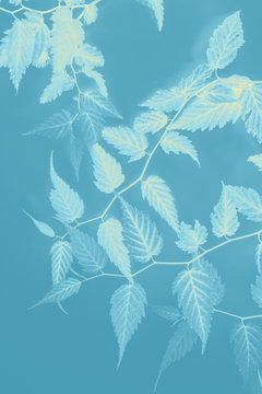 Young leaves, artistic background in soft colors
