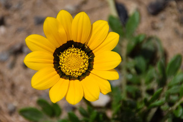 Over head capture of a large yellow flower in an arid environment