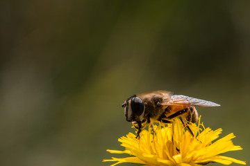 bee on yellow flower