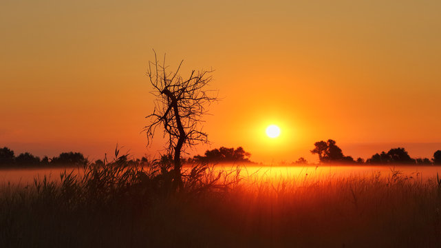 Panorama of the sunrise. The black silhouette of the dead tree and the fog over the field create a mystical picture at dawn.