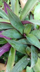 Obraz premium oyster plant or tradescantia or rhoeo discolor