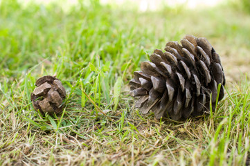 Fir cone in the forest on the green grass in summer