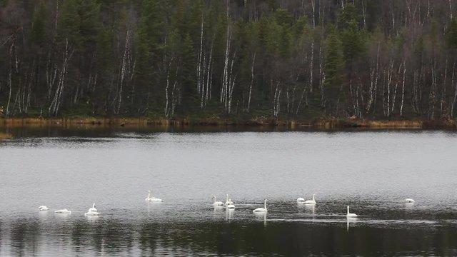 Sample of elegance and pure beauty. Autumn migrating whooper swan (Cygnus cygnus) stopped for rest and feeding on taiga river
