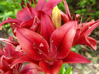 flower, plant, beauty, beautiful, blossom, nature, color, petal, lily, closeup, white, bright, background, bloom, summer, green, floral, season, outdoor, garden, bouquet, flora, elegance, stamen, fres