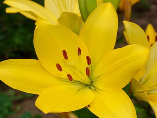 flower, plant, beauty, beautiful, blossom, nature, color, petal, lily, closeup, white, bright, background, bloom, summer, green, floral, season, outdoor, garden, bouquet, flora, elegance, stamen, fres