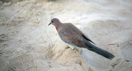 pigeon on a beach looking at foot print