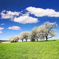 flowering cherry trees and green spring time corn field