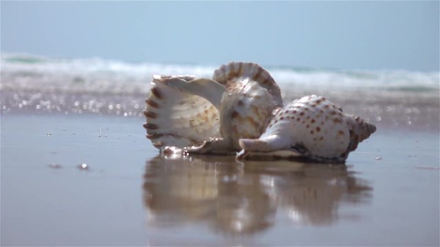 High quality video of shell by the ocean in real 1080p slow motion 250fps