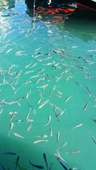 Fishes in water