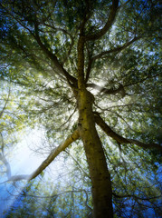 Sunburst through a tree