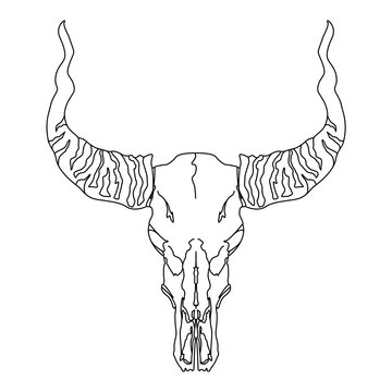 skull- hand drawn illustration