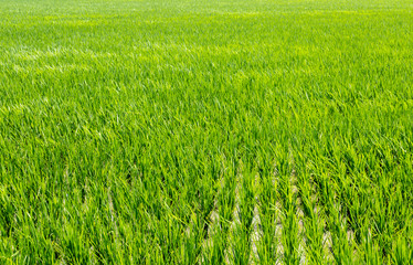 Green Rice Field