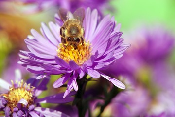 bee or honeybee on violet flower