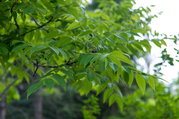 Fototapeta na wymiar Tree of black walnut in the garden