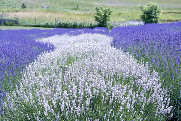 Lavender Field
