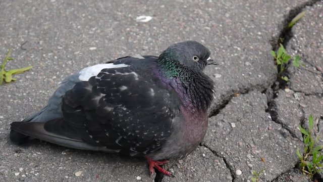 Pigeon Columba livia stay on on the sidewalk. Footage movie.