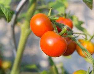 Cherry Tomaten am Strauch