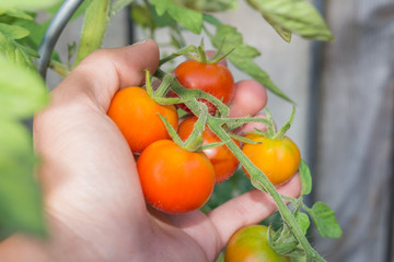 Ernte der Tomaten vom Strauch